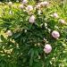 Perene: Bozur(paeonia), slika2